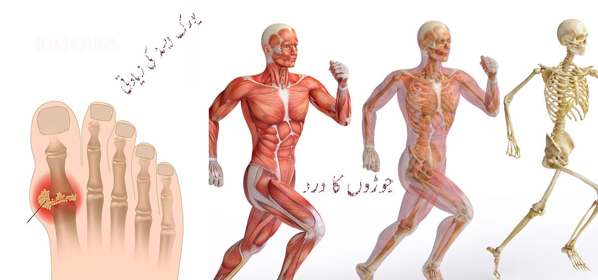 Slider Image of Musculoskeletal System